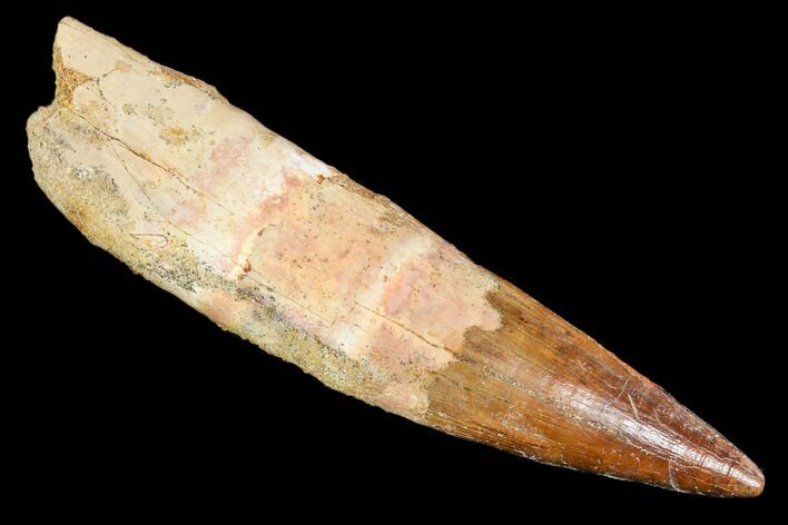 Rooted Spinosaurus Tooth - Real Dinosaur Tooth #106770